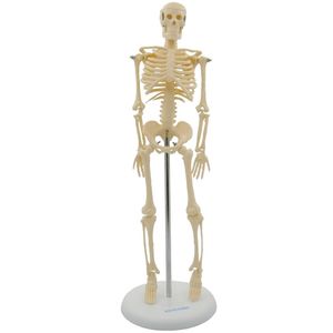 Esqueleto De 45 Cm