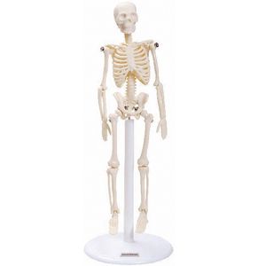 Esqueleto 20cm - unidade