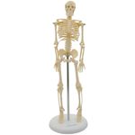 esqueleto-portatil-anatomic-85cm-visao-geral